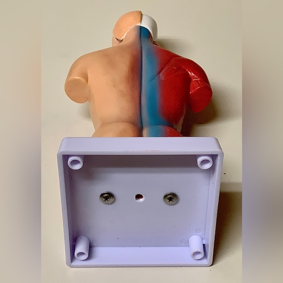 11” Biological Anatomy & Physiology Miniature Human Torso Removable Organ Model - Picture 6 of 16